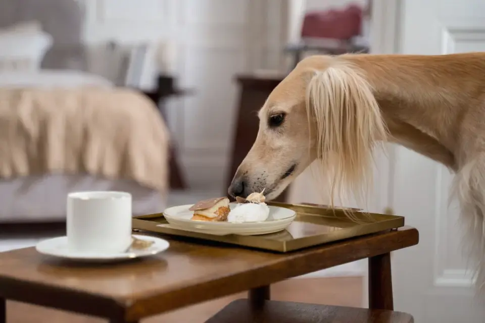 Dog eating from a bowl at home