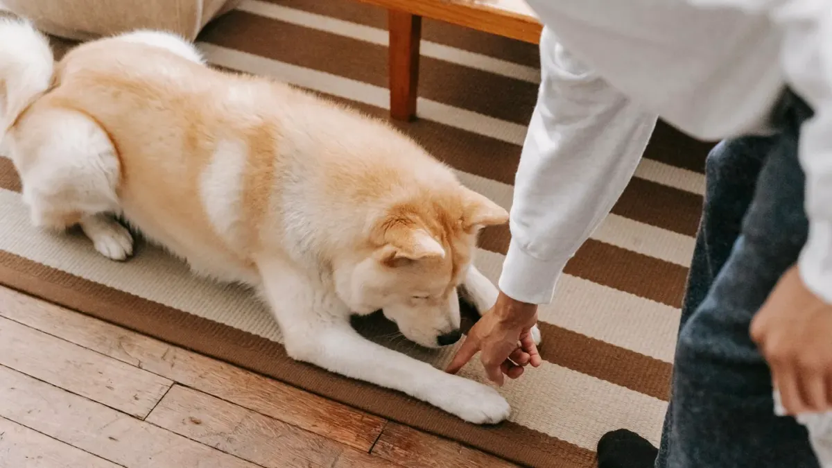 Dog eating from a bowl at home