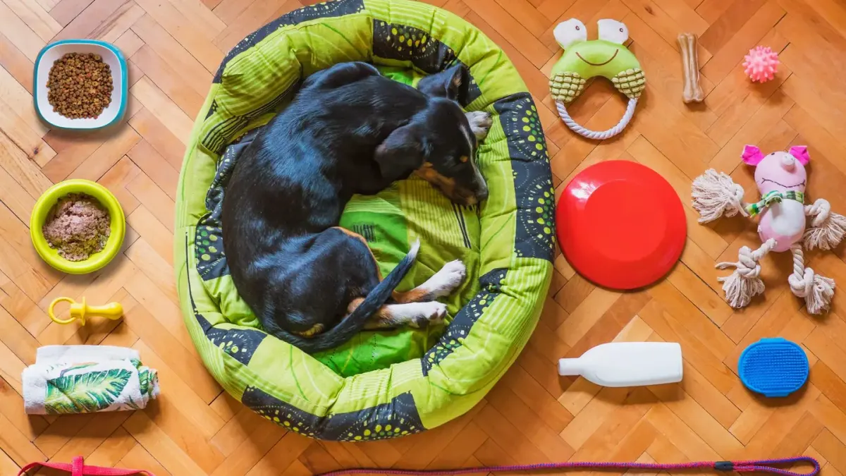 Dog eating from a bowl at home