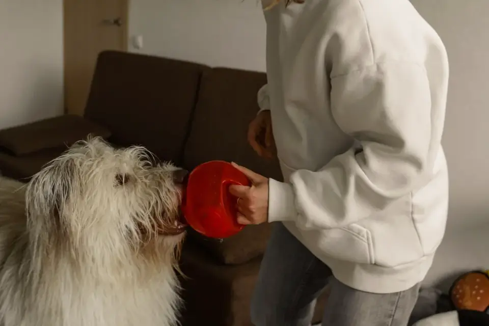 Dog eating from a bowl at home