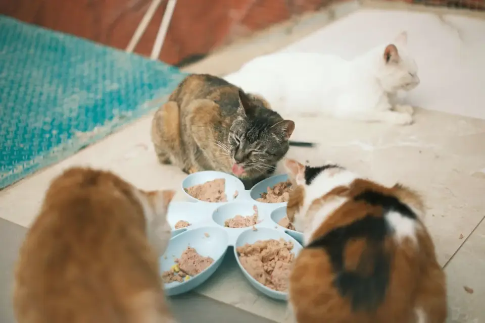 Dog eating from a bowl at home
