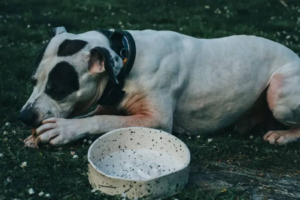 Dog eating from a bowl at home