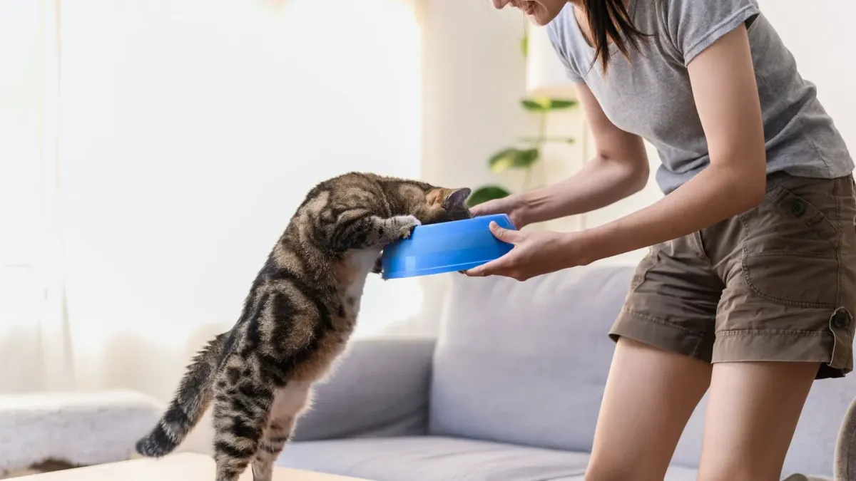Dog eating from a bowl at home