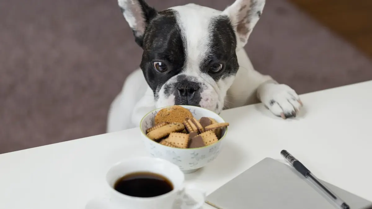 Dog eating from a bowl at home