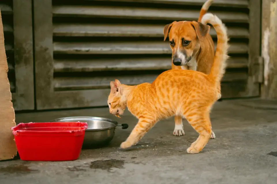 Dog eating from a bowl at home