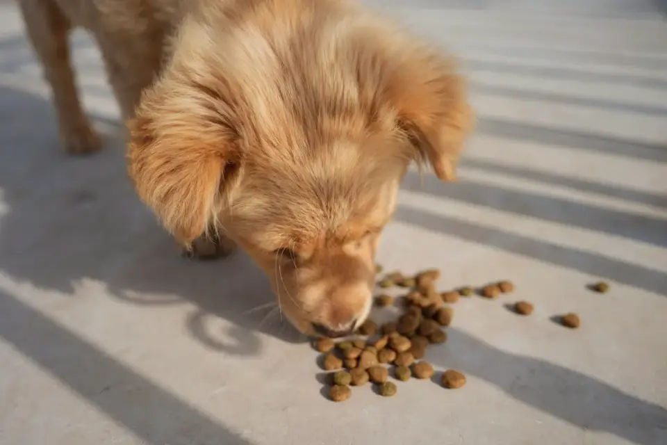 Dog eating from a bowl