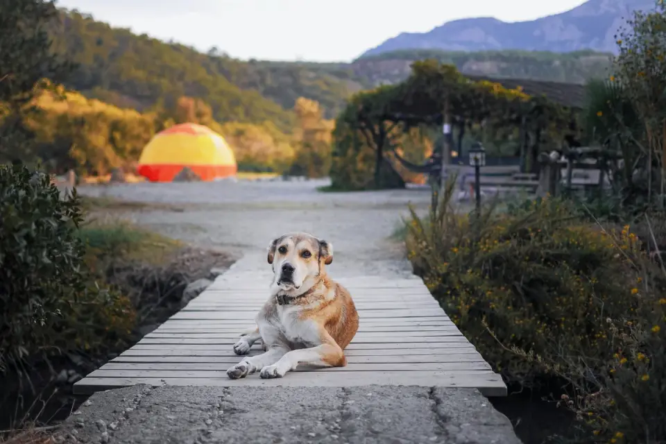 Dog eating outdoors