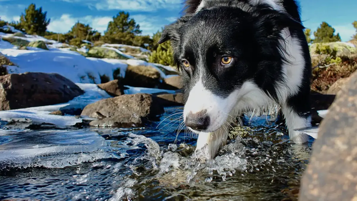 Dog eating outdoors