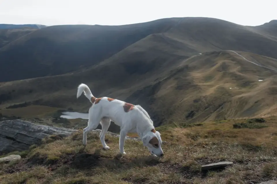 Dog eating outdoors