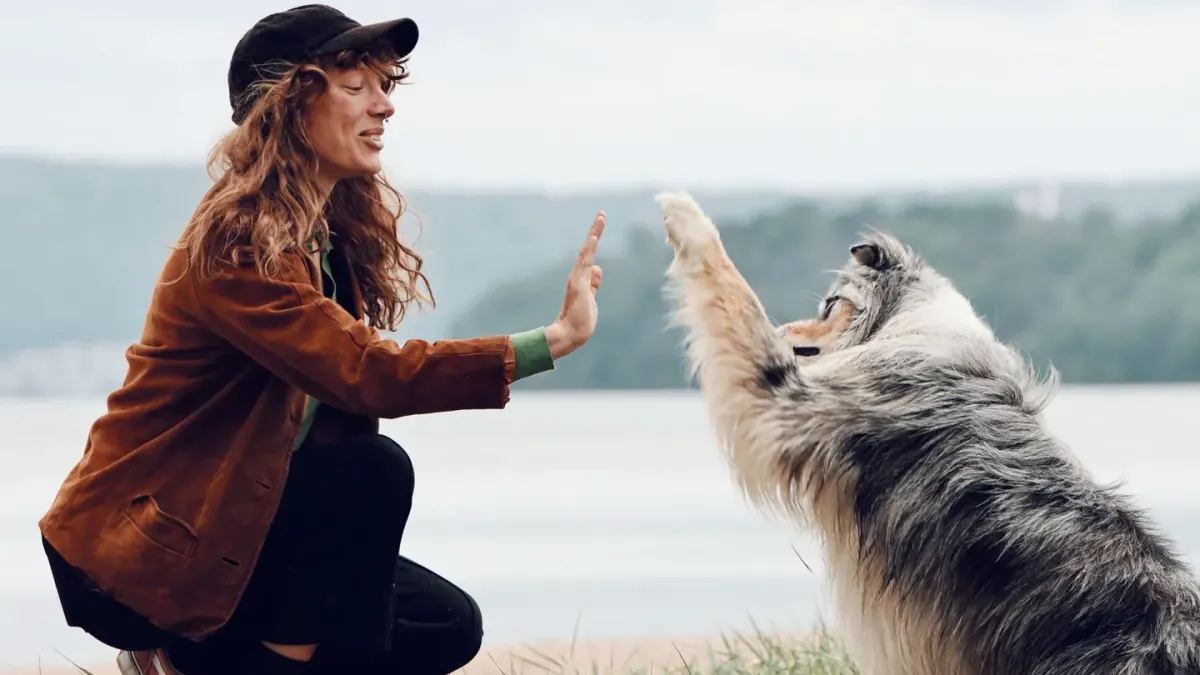 Dog giving a paw
