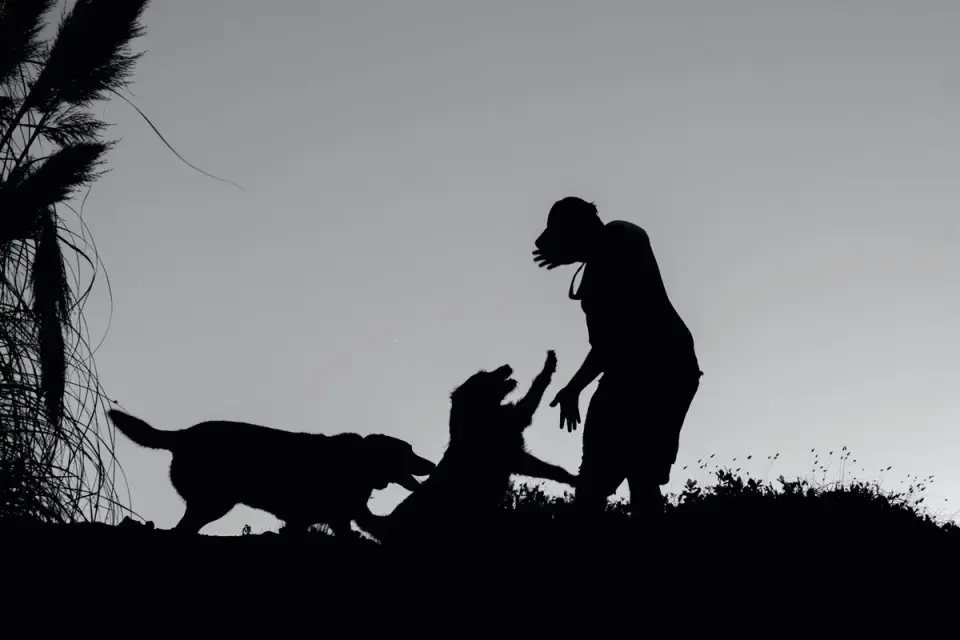 Dog giving a paw
