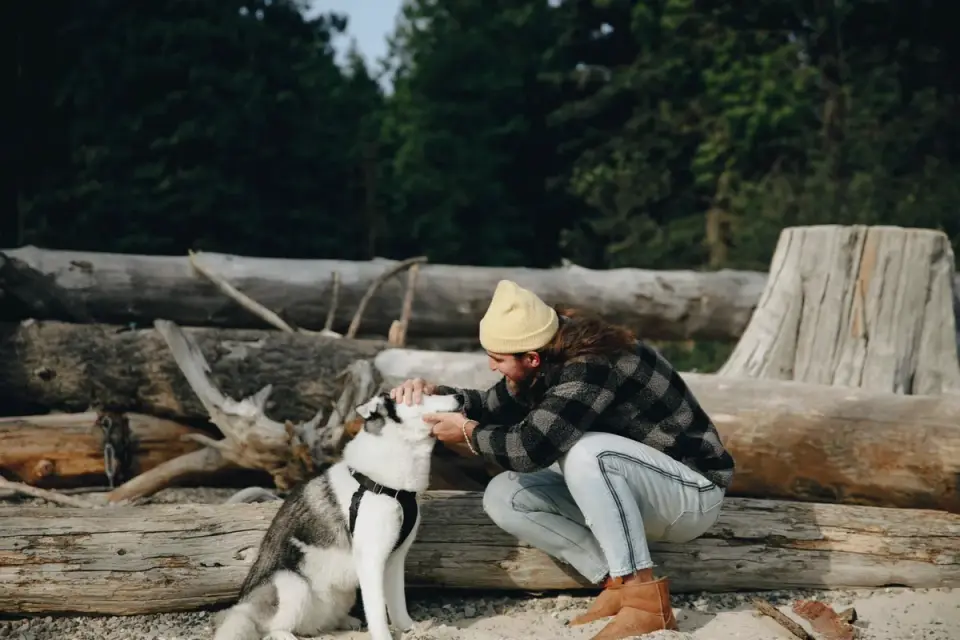 Dog giving a paw