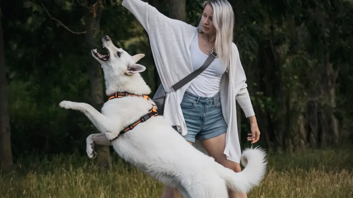 Dog giving a paw