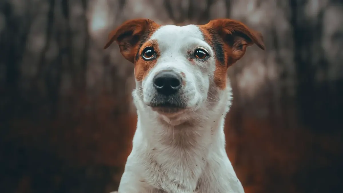 Dog giving a paw