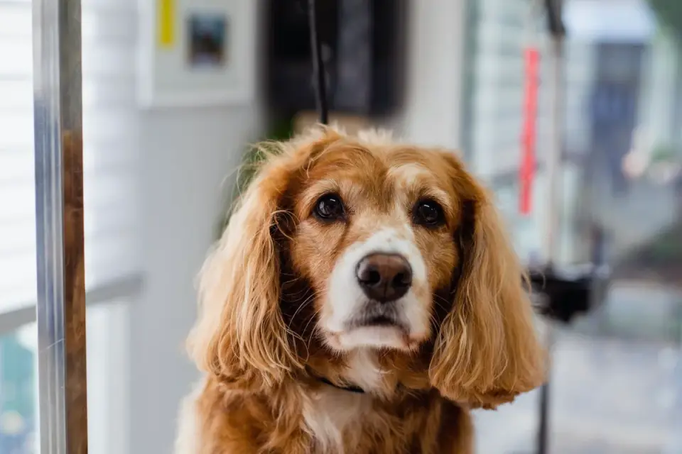 Dog having nails trimmed