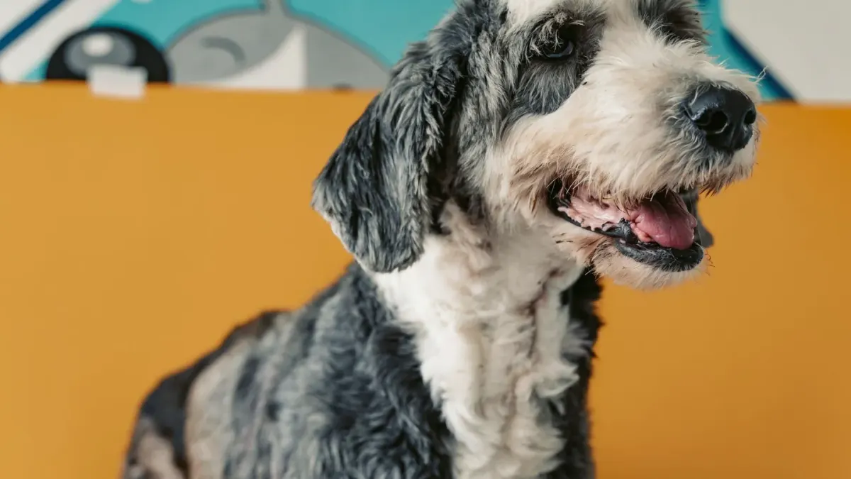 Dog having nails trimmed