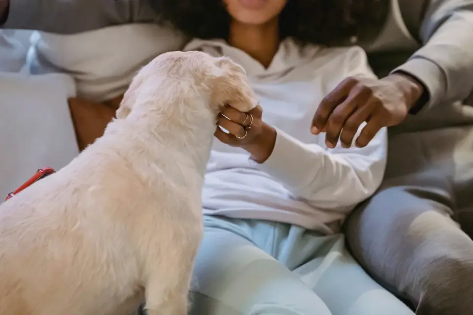 Dog having nails trimmed