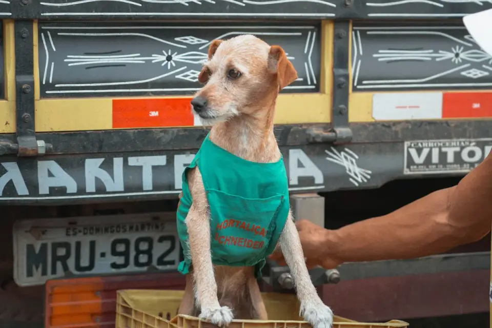 Dog having nails trimmed