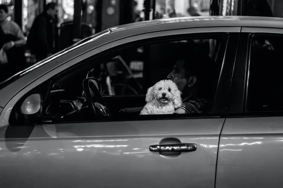 Dog in a car seat