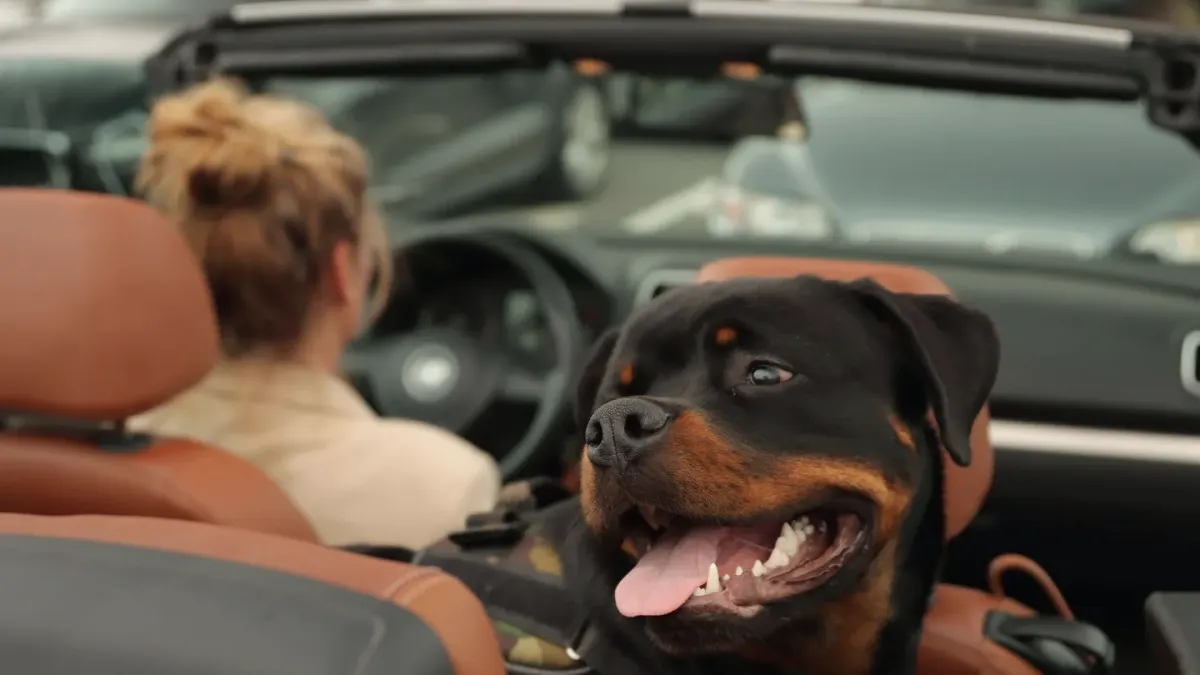 Dog in a car seat