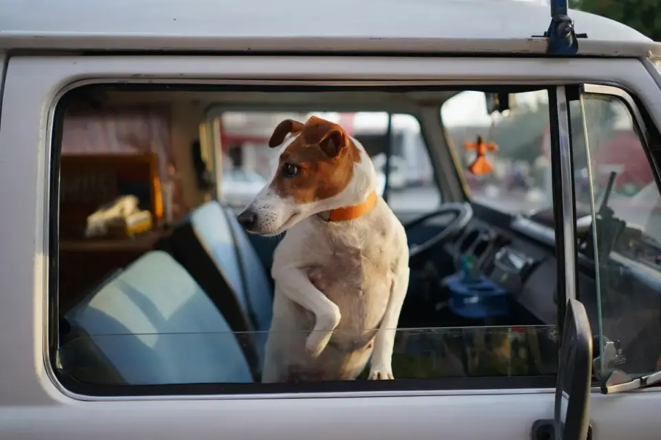 Dog in a car seat
