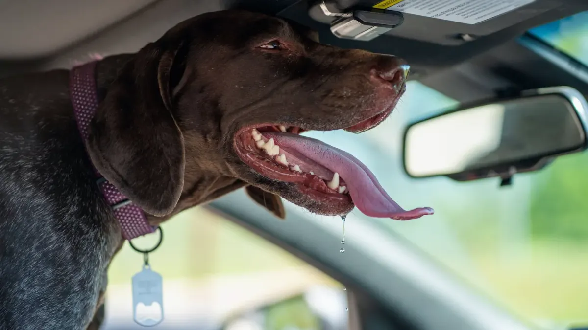 Dog in a car seat