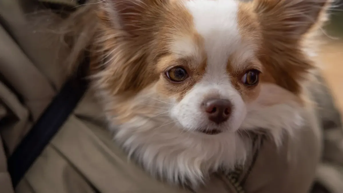 Dog in a carrier