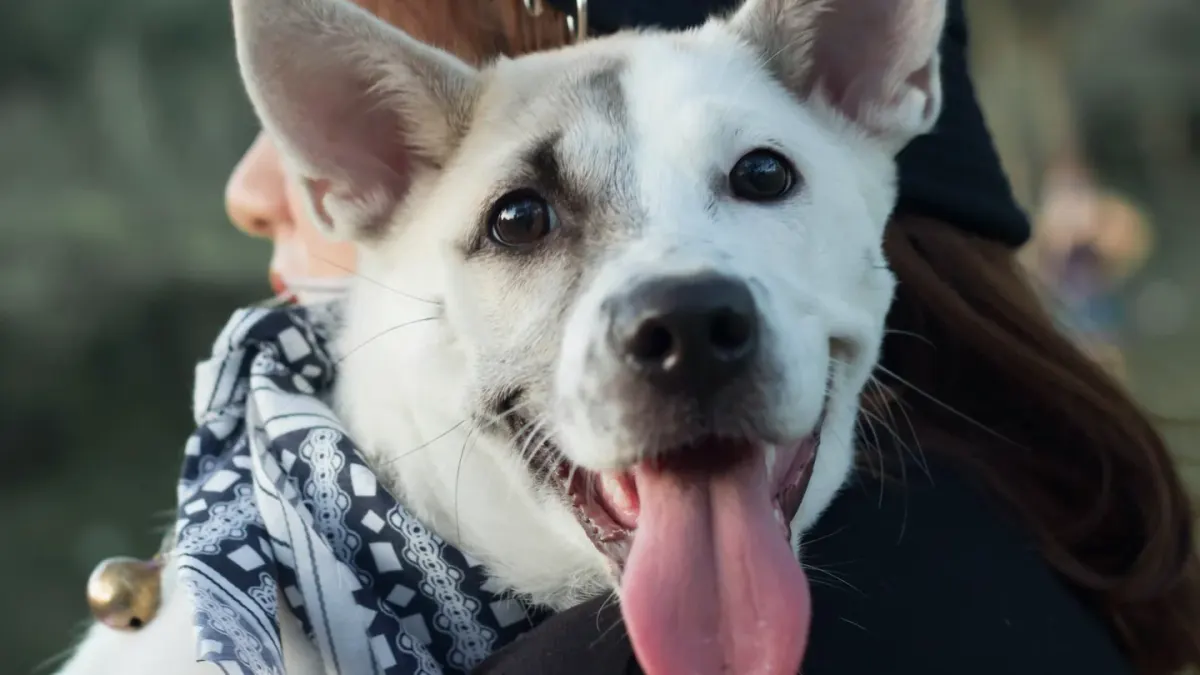 Dog in a carrier