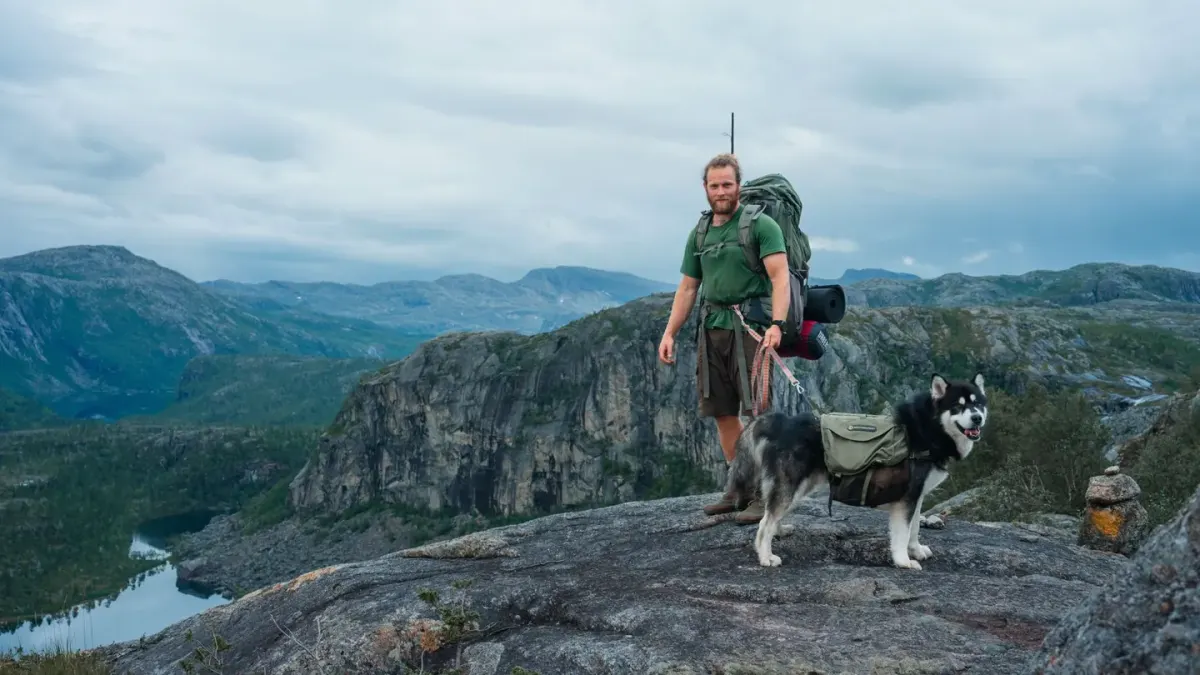 Dog in a carrier