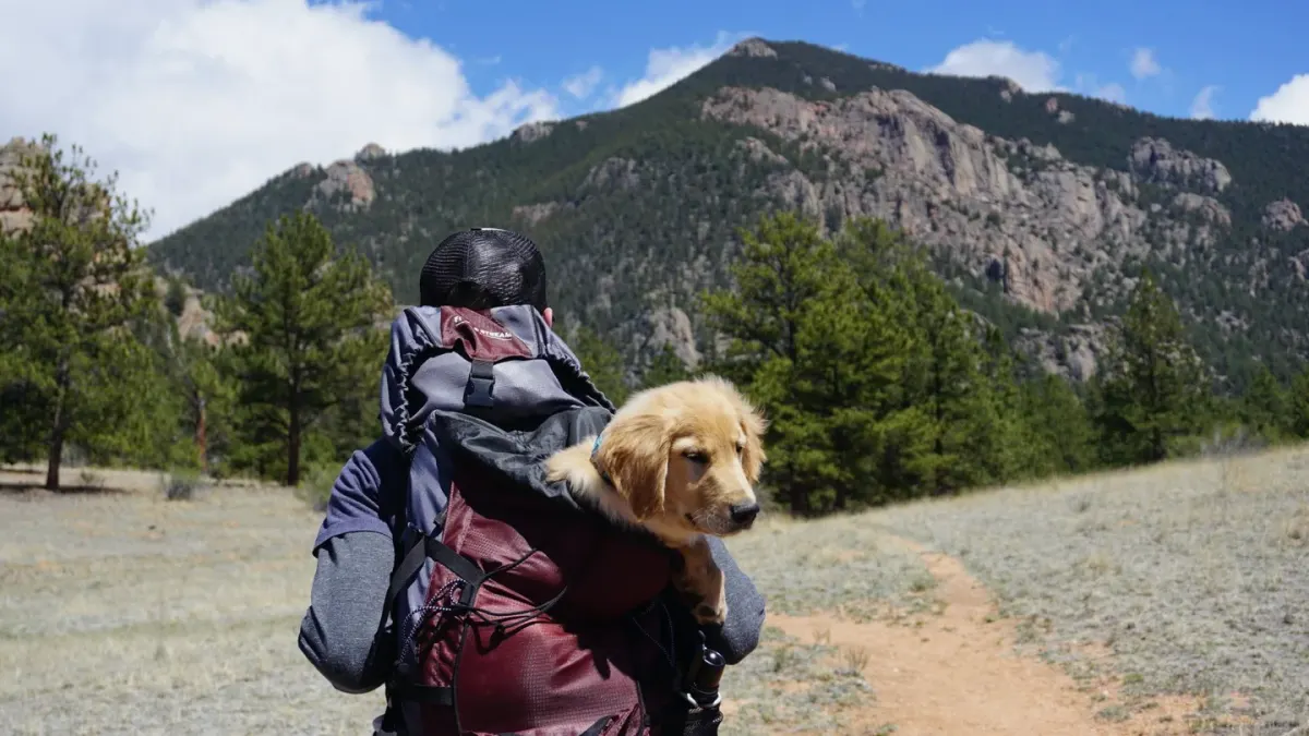 Dog in a carrier