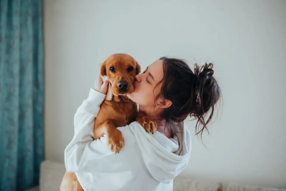 Dog in a kitchen with an owner
