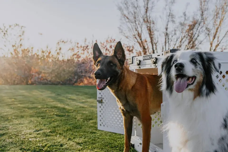 Dog in a travel crate