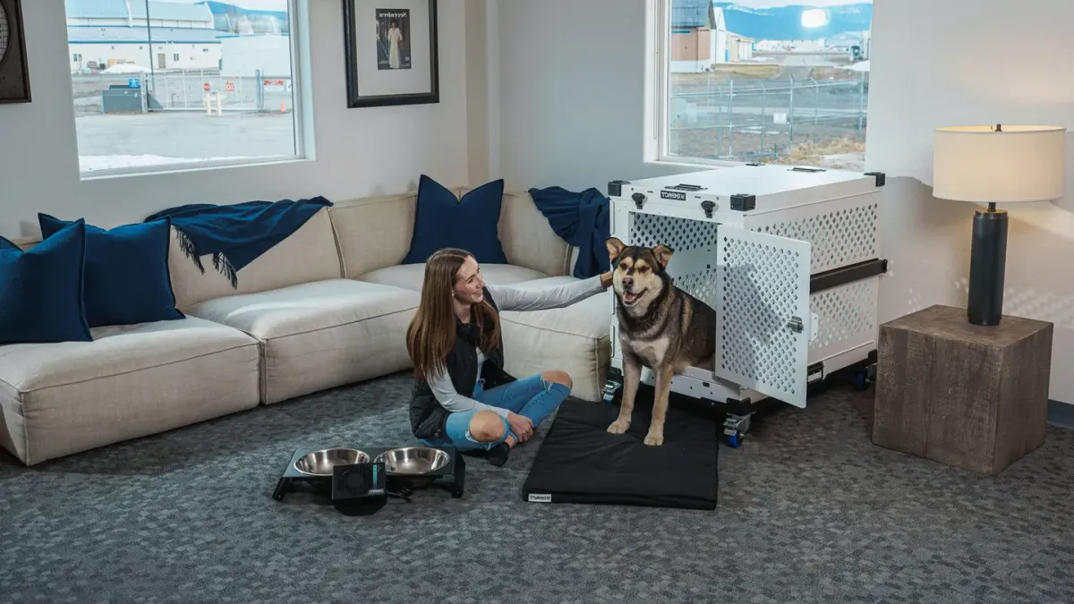 Dog in a travel crate