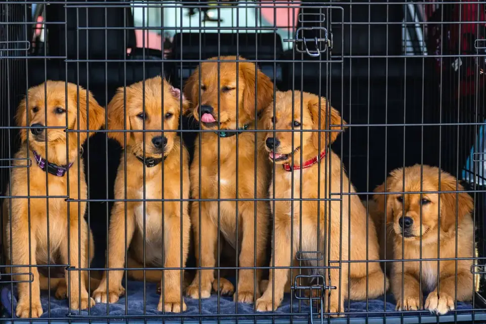 Dog in a travel crate
