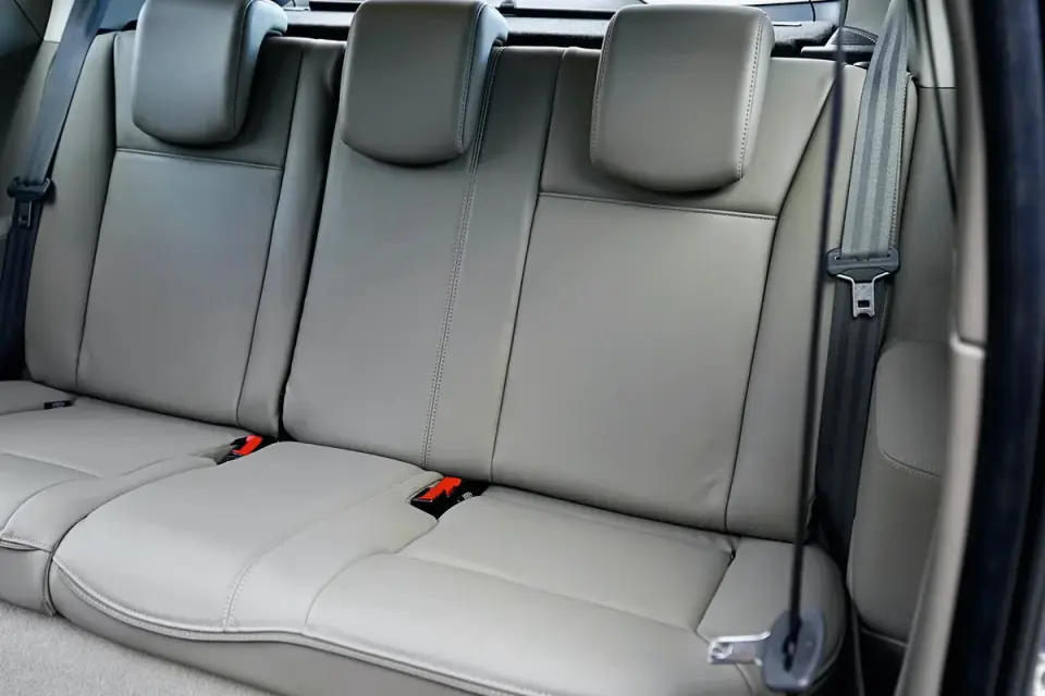 Dog in car back seat