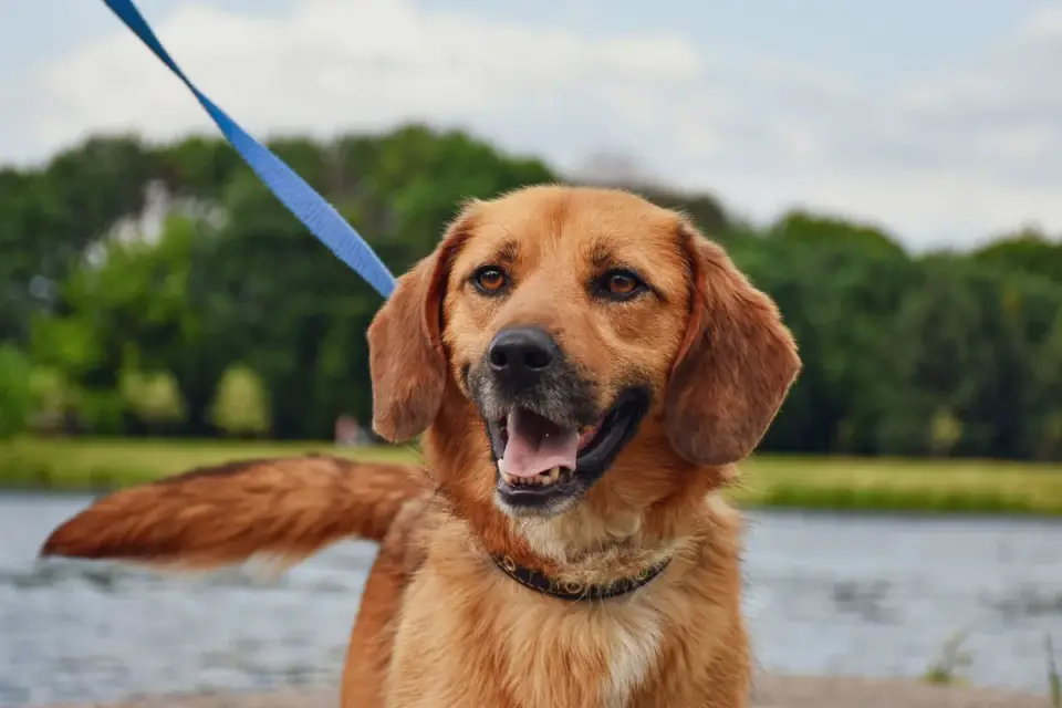 Dog leash in hand outdoors