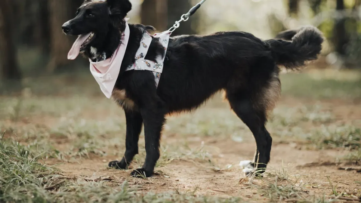 Dog leash in hand outdoors