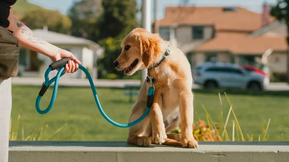 Dog leash in hand outdoors