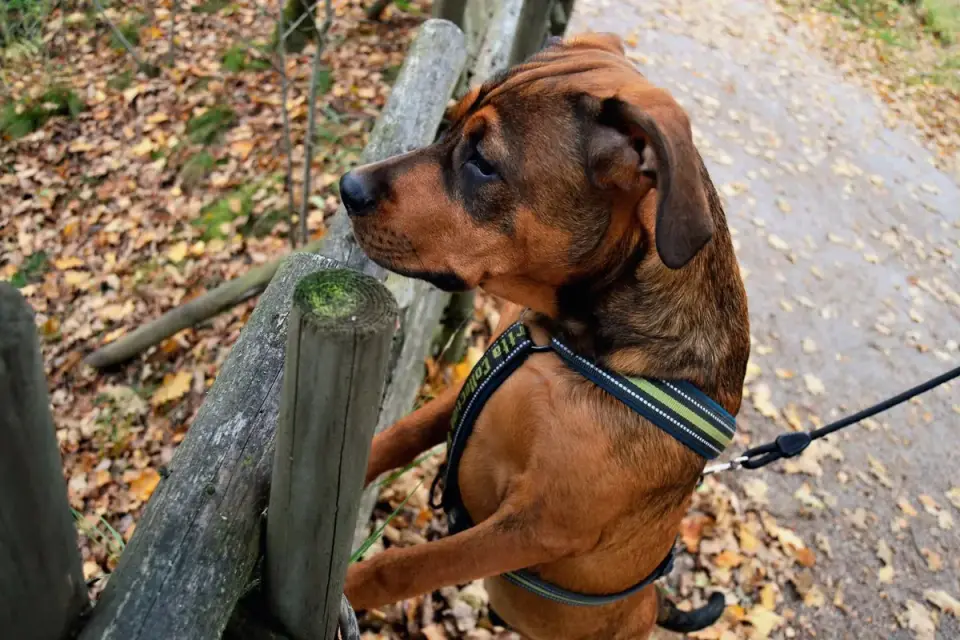 Dog leash in hand outdoors