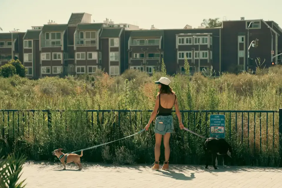 Dog leash in hand outdoors