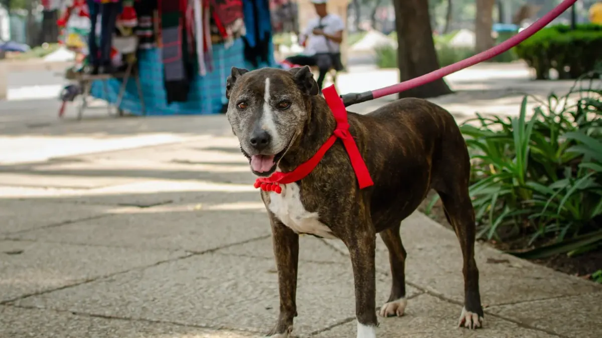 Dog leash in hand outdoors