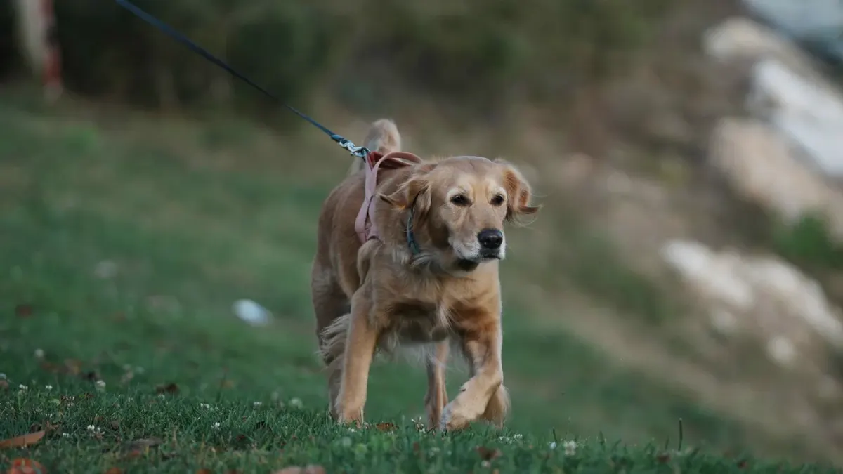 Dog leash in hand outdoors