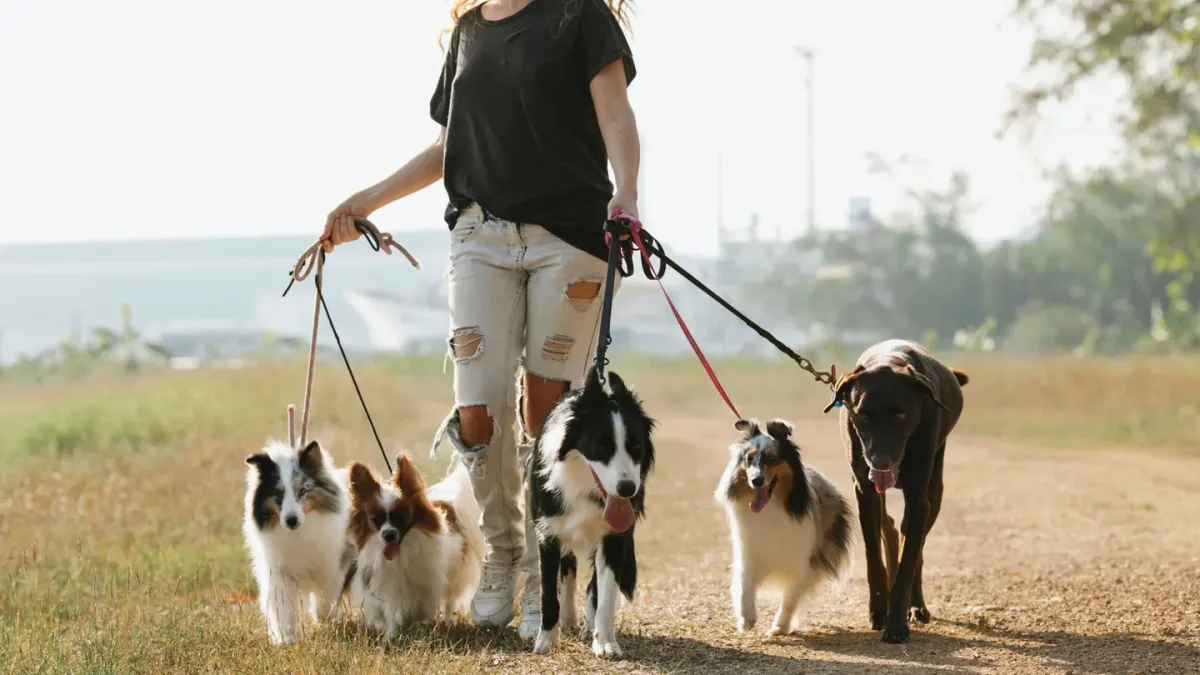 Dog leash in hand outdoors