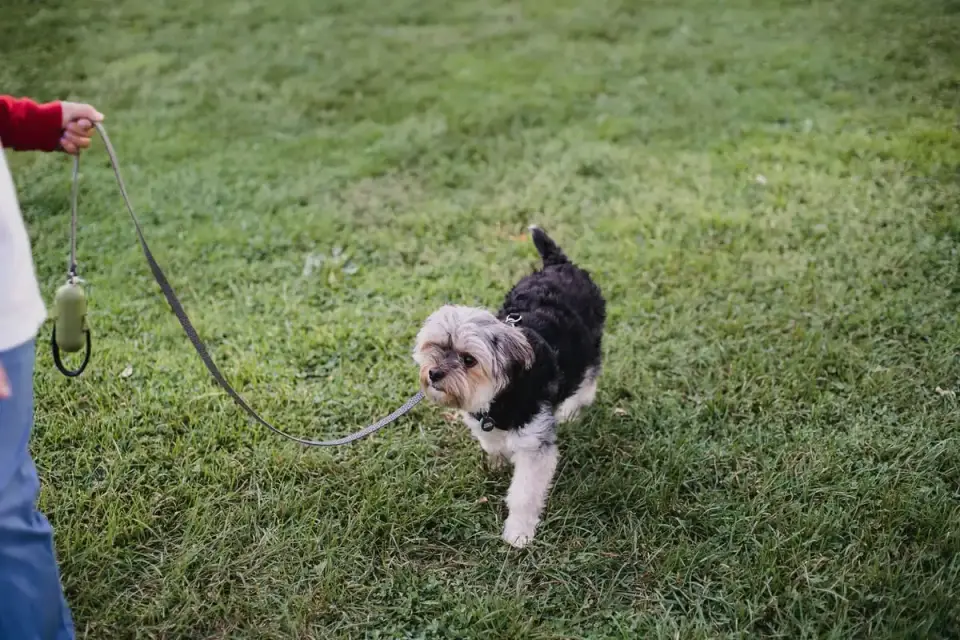 Dog leash in hand outdoors