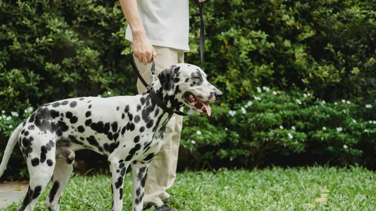 Dog leash in hand outdoors