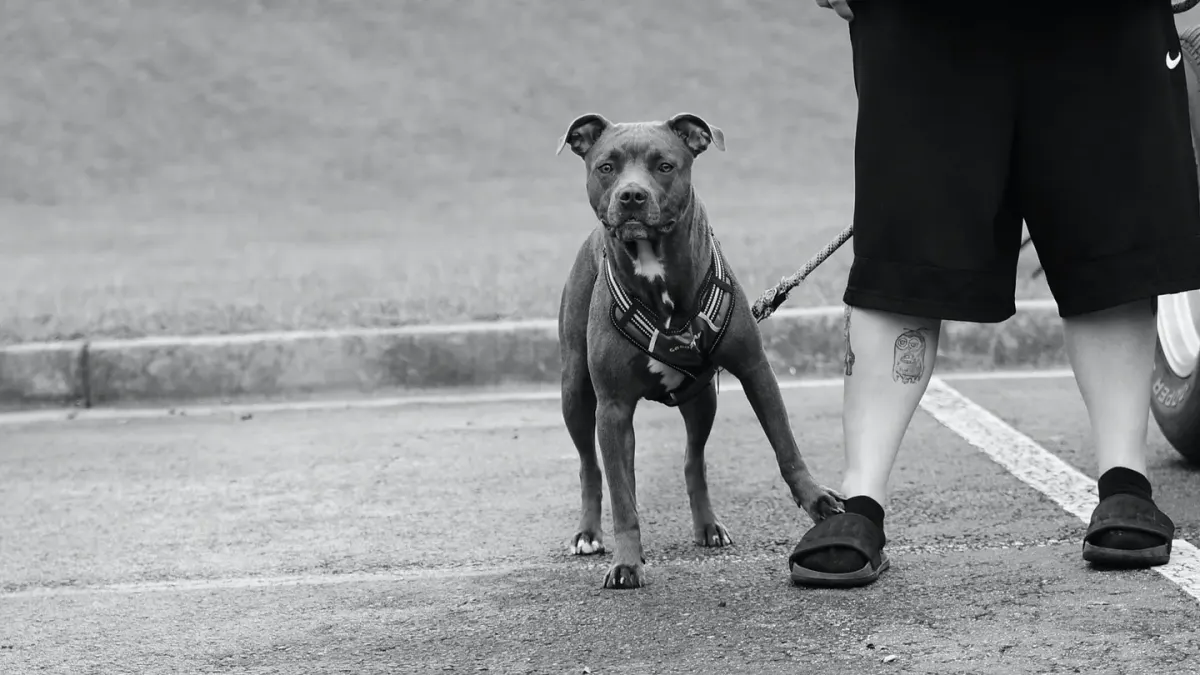 Dog leash in hand outdoors