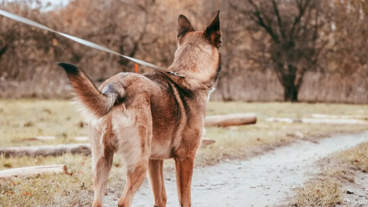 Dog leash in hand outdoors