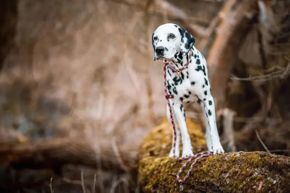 Dog leash outdoors