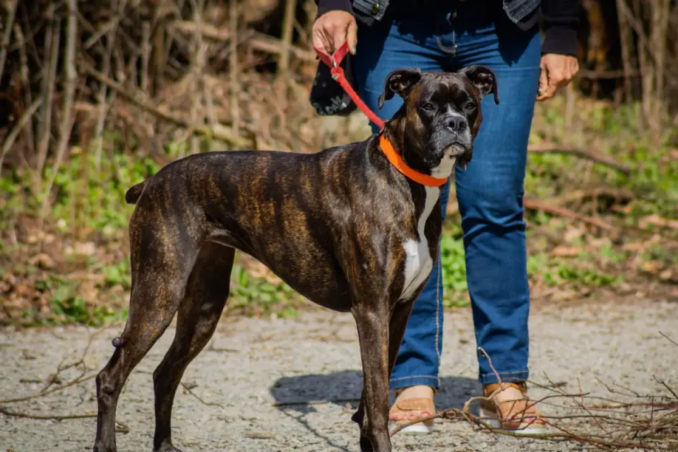 Dog leash outdoors