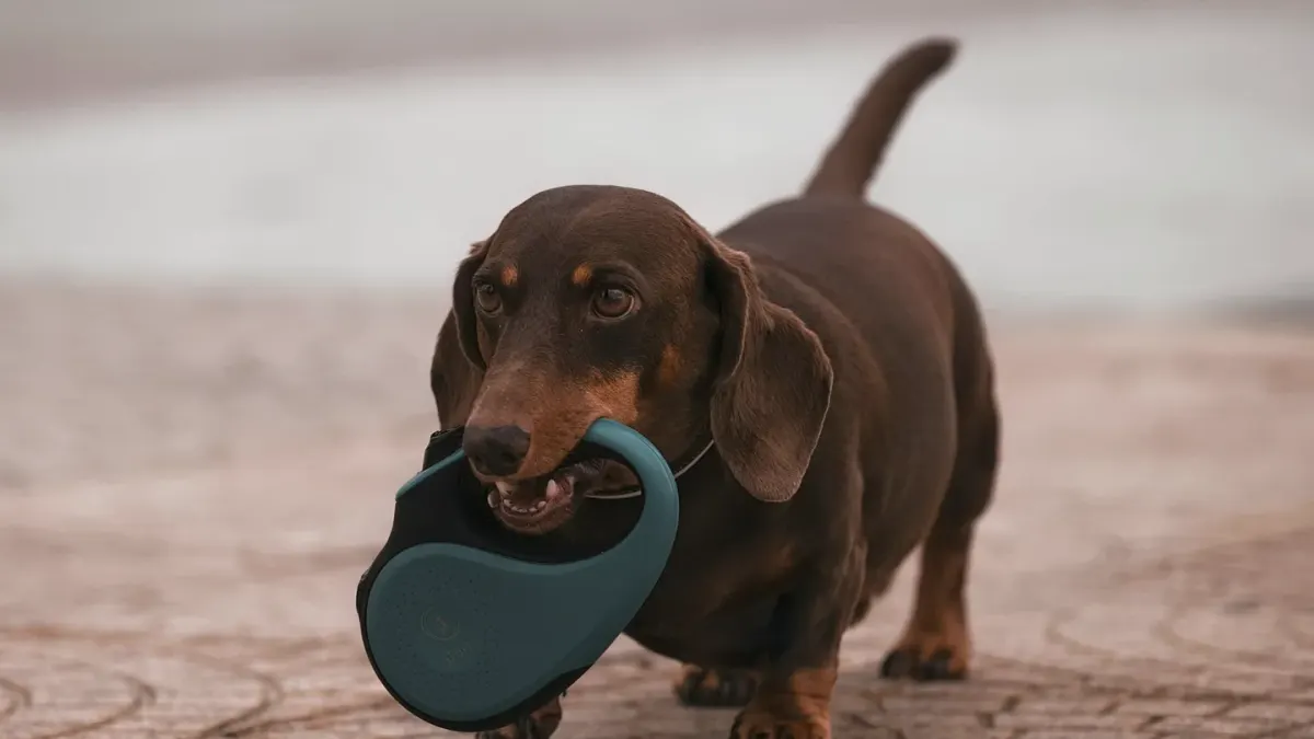 Dog leash outdoors